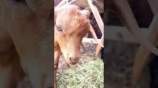A goat kid eating grass🐐💕#youtubeshort #shorts #cute #animals