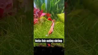Betta fish eating shrimp 🦐