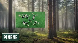 How to Build Pinene Using Molymod | Visualizing Terpenes in 3D