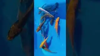 suscribite . canal de peces   conejos y naturaleza