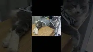 Not my meow but cuteeee