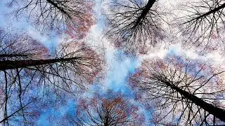 Music to Improve Focus and Reduce Distractions | Study, Work & ADHD Healing