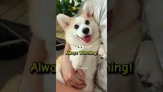 Why Corgis Notice Everything 🧠🐾 #shorts #dogfacts #corgi