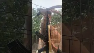 Kalashnikov ibex Hunter 🔥#viral #viralvideo #shortvideo #youtubeshorts #ytshorts #hunting