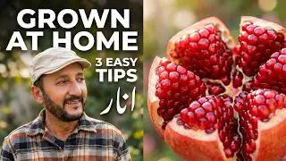  Anaar ( Pomegranate ) tree in Karachi Climate | Flowers to Fruit Guide. PlantsYard.