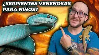 ¡Padres están comprando serpientes venenosas para sus hijos!