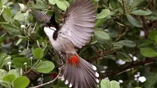 Chào Mào Hót Đấu Buổi Sáng Cực Căng | Kích & Ép Bổi
