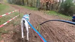 VDSV Deutsche Meisterschaft, Visbeck. Dogscooter 1, Tag 2
