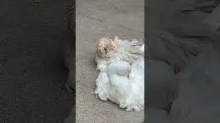 Snowy Kiwi sleeping time❤️🪿☺️#geese #sebastopol #backyardanimals #cute #shortsvideo #shorts