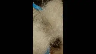 My Dog Can Destroy Any Stuffed Dog Toy