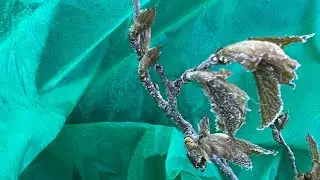 Spring freeze, frost damage to fruit garden