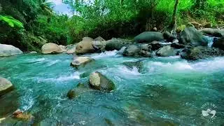 Peaceful Night Forest River Sounds | Calm Flowing Water for Sleeping