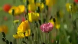Dick Roman - Theme From a Summer Place (HD 720p)