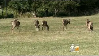Southampton Officials Develop New Plan For Addressing Deer Problem