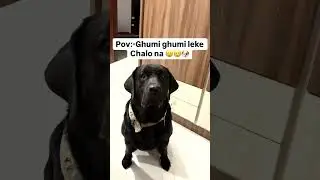 Ghumi Ghumi Jana Hai 🐶| Cute Dog Asking for Ride 😂 | #shorts