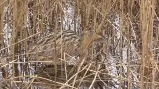 Eurasian Bittern Hunting and Catching Fish.