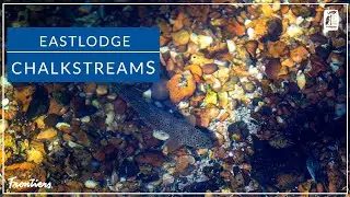 A day on the Chalkstreams