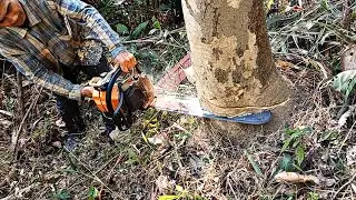 Teak Tree Cuting By Fastest Stihl Machine Chainsaw🔥#most #fastest #stihl #machine #chainsaw #india 💥