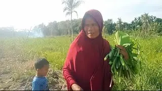 Kita sempatkan, melihat kebun baru wannurli  , sekalian petik genjer ‼️