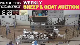 8/12/2025 - Sheep & Goat Auction - Producers Livestock Auction Company