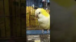#viral #trending #birds #yellow #monk