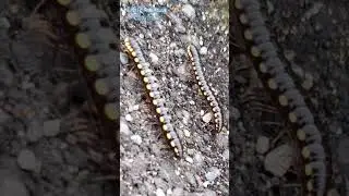 The behavior of these millipedes is very strange #insects #shortsfeed #animals #wildlife #shorts