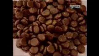 As&iacute; se hace la comida para tu Mascota
