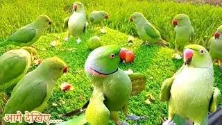 Natural Parrot Sound Videos | Parrot Talking Videos | mitthu ki awaaz | #parrot 
