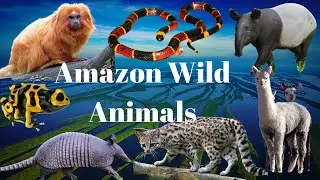 Amazon | Amazon Animals | Amazon Jungle Animals | Amazon Wildlife | Amazon Wild Animals