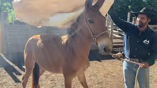 “Não é fácil corrigir um Burro Pulador 