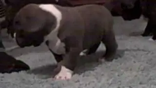 CAROLINA BULLY FARMS SIMRAN X MISFIT PUPS @ 5 WEEKS