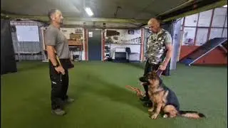 Fully trained Protection Dog: Big Daddy Coni is available 👍 (INFORMATION IN DESCRIPTION) 