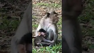 Newborn Baby Monkey Bonding with Mother #monkeybaby #wildlife #adorable