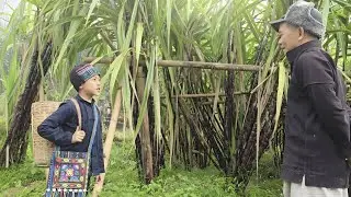Ladder of Hope: Poor Boy Conquers Difficulties Thanks to Purple Sugar Cane| QuangMinhVlogsHG.