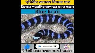 Blue Krait - Most Dangerous Snake In The World #shorts