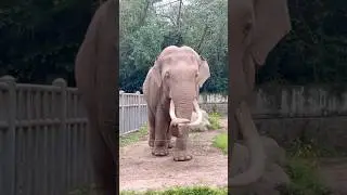 Elephant 🐘 #shorts #elephant #trending #youtubeshorts #zoo #china #travel #viralvideo