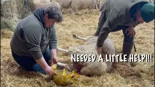 LAMBING IS GETTING INTO SWING!!