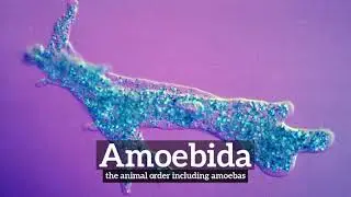 What is Amoebida? | How to Say Amoebida in English? | How Does Amoebida Look?