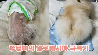 푸딩이의 알로페시아 극복기(📢소리켜기)(강아지 탈모/알로페시아)