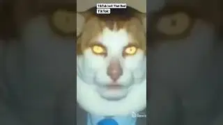 Monday Left Me Broken Cat Meme