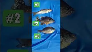 Which Live Bait Is Best For Flathead Or Blue Catfish? Best Live Bait Floating Bobber Rig: FATKAT