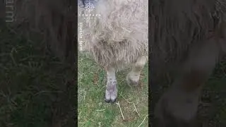 Clever Sheep Learns to Shake Hands