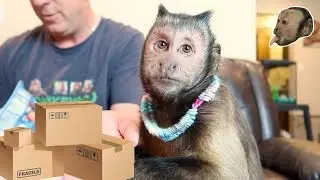 Monkey Monday Exciting Mail Time!