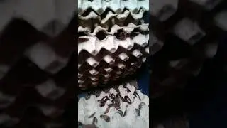 4 sale dubia roaches