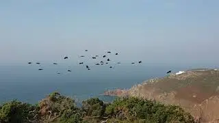 flock of choughs flying around Sorel cliff tops