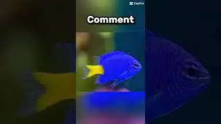 Your damsel fish if you&hellip;