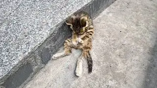 Голодный котенок тер лапами живот, представляя, как мама кормит его, но ее больше нет.