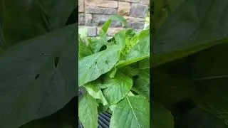 #Callaloo #harvest #harvesting #Jamaica #jamaican #happygardening #happygarden