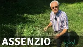 Assenzio, pianta di stimolo dell'Appetito e della Vitalità Mentale
