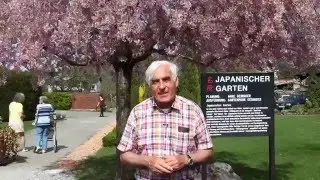 Die japanische Zierkirsche im VOL.AT-Gartentipp